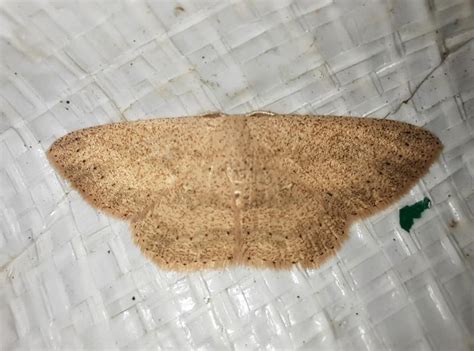 Scopula spp. | Moths