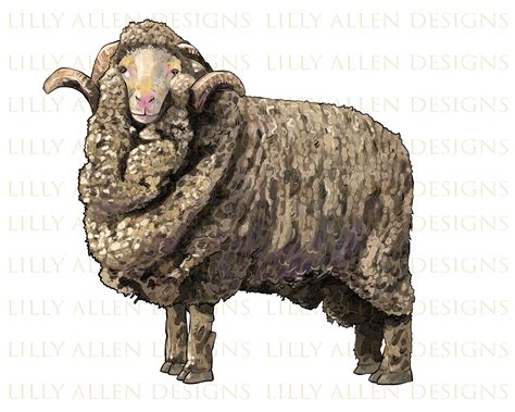 Merino Wool Sheep Png, Hand Drawn Merino Ram Png, Merino Sheep Png, Ram ...