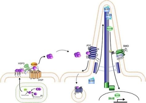 Regulation of Hedgehog Signalling Inside and Outside the Cell