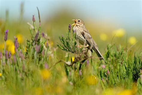 Photographing "Little Brown Jobs" - The Beauty of Less-Loved Birds
