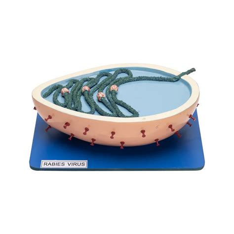 Buy Rabies Virus Model – Enlarged 3D Virus Structure for Medical Train