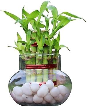 GIRISHA TRADERS Two Layer Lucky Bamboo Live Indoor Plant with Glass ...