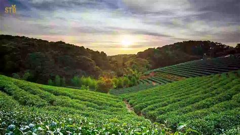 Shatgaon Tea Estate