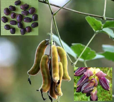 M-Tech Gardens Rare Hybrid Mucuna " Velvet Bean " Exotic 10 Vegetable ...