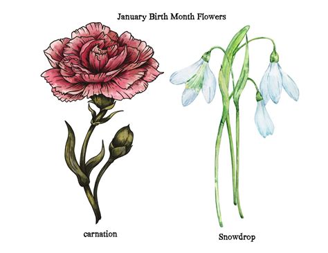 A guide to birth month flowers — Sweetellabella