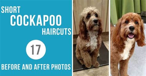 Image result for Cockapoo Summer Cut