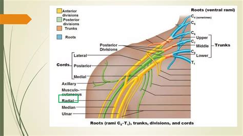 Radial nerve injury | PPTX