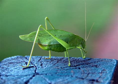 Katydid Insect