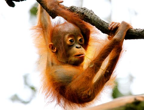 How Did Humans Lose Their Tails? Scientists Discover What Happened