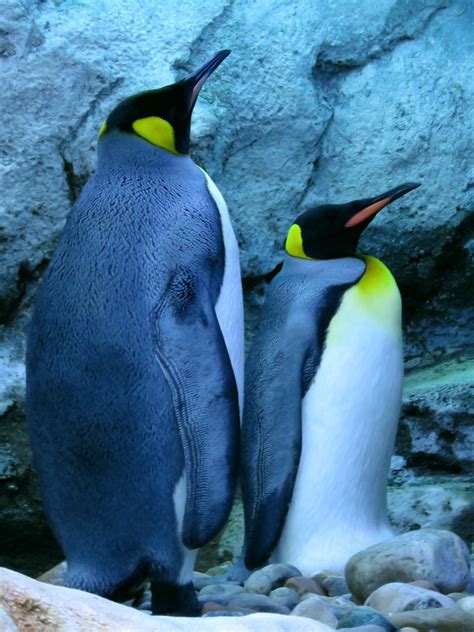 Free Images : wildlife, beak, biology, fauna, vertebrate, penguins ...