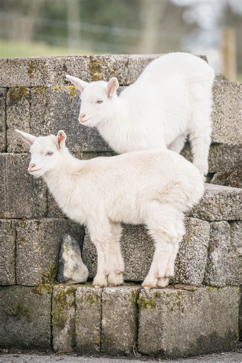 Mayo nanny goat gives birth to rare twin sheep-goat hybrid 'geeps ...