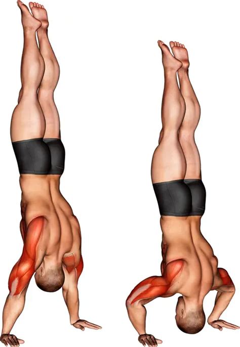 Image result for Handstand Push-Up Muscles Worked