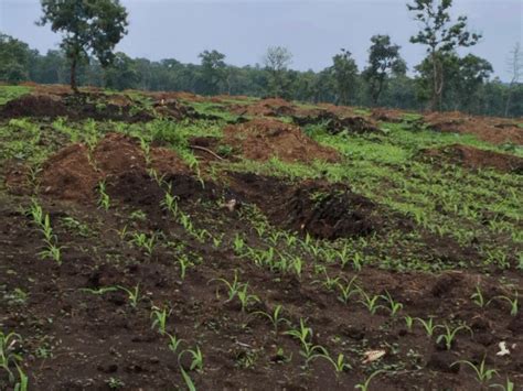 Encroachers regrow crops after forest eviction in Khandwa 400 JCBs used ...