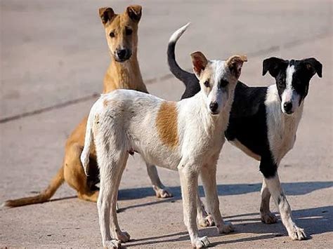 World Rabies Day: DCC Launches Vaccination Drive For Stray Dogs In ...