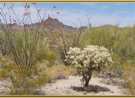 TWIN PEAKS CAMPGROUND (Ajo) - Campground Reviews & Photos - Tripadvisor