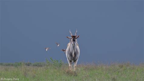 Eland Tutorial Python 的图像结果