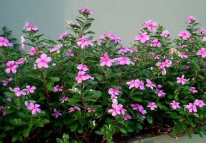 Platis Vinca rosea flower Seed Price in India - Buy Platis Vinca rosea ...