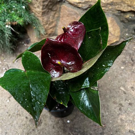 Anthurium Chocolate Beauty – Brown Year-round Flowering Plant