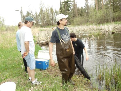 Opening Fishing Seining Minnows in Backus, Mn. 2011 Just found recently ...