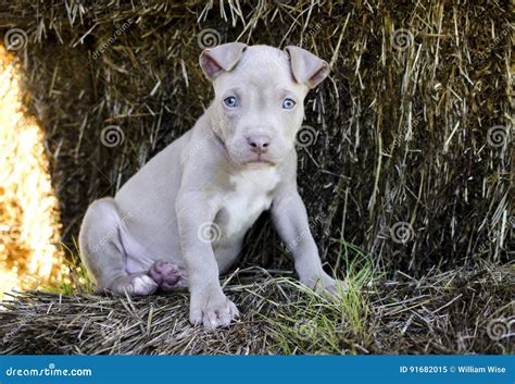 Tan American Pit Bull Puppy with Blue Eyes Stock Image - Image of ...
