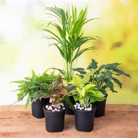Buy Top 5 Shade Tolerant Indoor Plants for Home online from Nurserylive ...