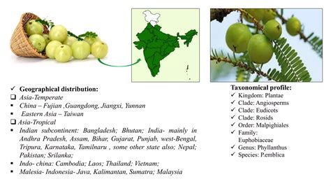Family Of Amla