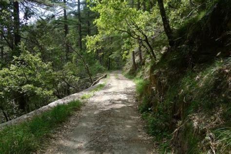 Kiala Forest, shimla, India - Top Attractions, Things to Do ...