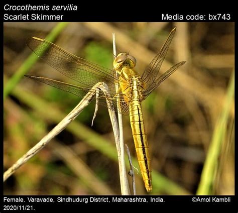 Crocothemis servilia | Odonata