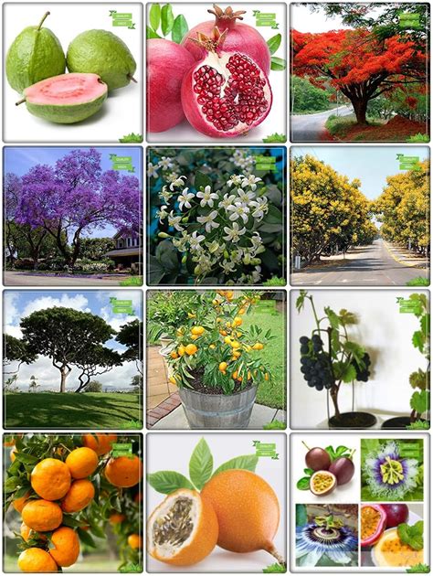 Creative Farmer All Climate Combo Fruit & Tree Seeds : Blue Jacaranda ...