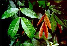 Butterflies of Sharavathi River Basin