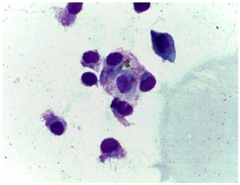 Canine Parainfluenza Virus Infection in a Dog with Acute Respiratory ...