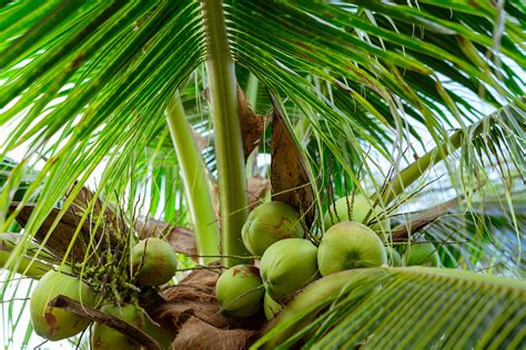 The Top 7 Cropping Systems for Maximizing Coconut Yields