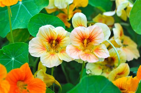 Everything About Growing Nasturtium | Kellogg Garden Organics™
