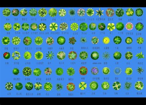 植物平面图例手绘,园林植物手绘平面图例,景观植物平面手绘图例(第5页)_大山谷图库