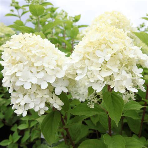 Hydrangea paniculata 'Limelight' - planten kopen bij Coolplants