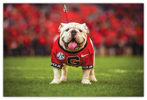 UGA Georgia Bulldogs: UGA X Mascot Photo Art Poster (Large: 18"x24") | Uga georgia, Georgia ... - painting of uga mascot