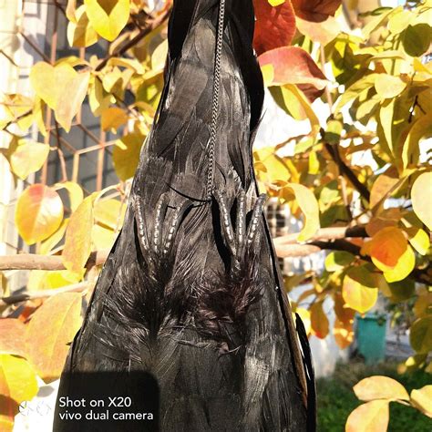 LIUYICRAFT 17 inch Lifesize Black Feathered Crow Realistic Dead India ...