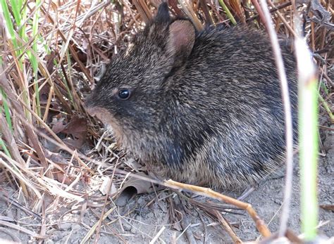 Hispid Hare - The National Parks of India