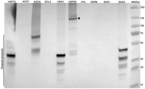 Potato Virus Y NIb Multifunctional Protein Suppresses Antiviral Defense ...