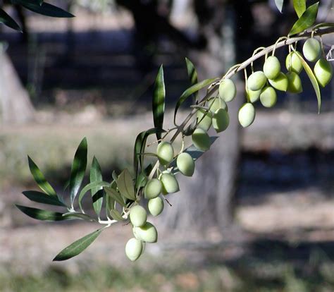 Are Olives a Fruit? Some Fun Facts! | OliveOil.com