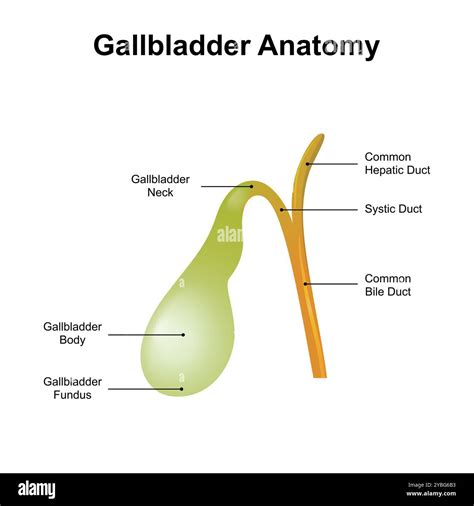 Gallbladder anatomy, illustration Stock Photo - Alamy