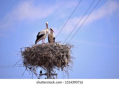 Image result for Foreshadow of Spring