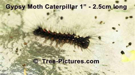 Image result for Gypsy Moth