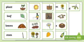 Plant Sequencing Cards (teacher made)