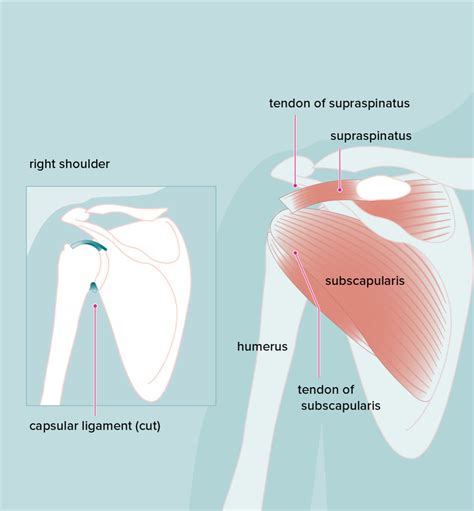 Acromion Process