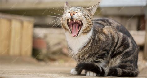 Premium Photo | A cat with its mouth open and its mouth wide open.
