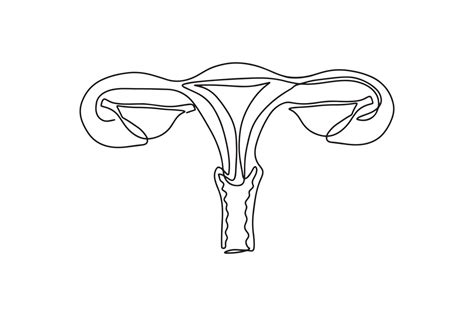 Modern flat line Female Reproductive System vector icon. Uterus with ...