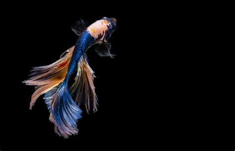 Image result for Fish Key Script Code
