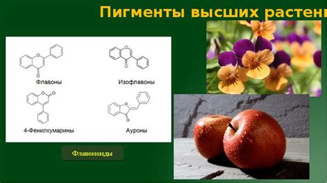 Задача №#6 «Друзья растений»