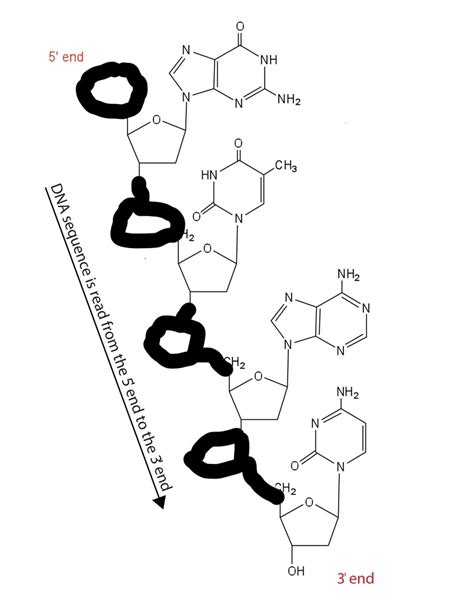 RNA 的图像结果
